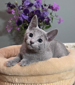 Котята русской голубой (3 фото из 7)