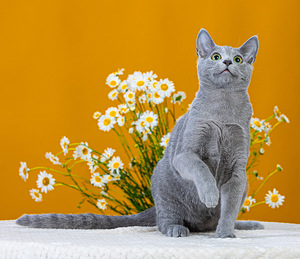 Русская голубая кошка (4 фото из 7)