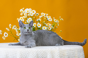 Русская голубая кошка (5 фото из 7)