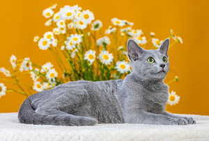Русская голубая кошка (7 фото из 7)
