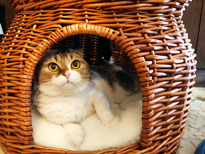 Кошачий домик (3 фото из 4)
