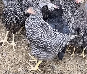 Noored Dominant kanad (2 foto / 2)