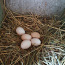 Яйца от домашних куриц (фото #2)