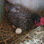 Яйца от домашних куриц (фото #3)