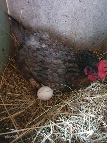 Яйца от домашних куриц (фото #3)