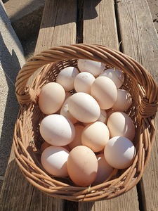 Яйца от домашних куриц