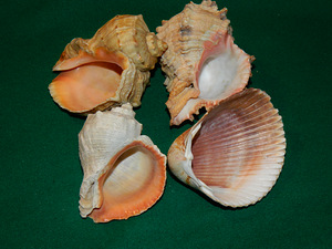 Морские ракушки 4 шт (1 фото из 2)
