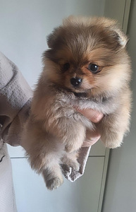 Pomeranian (2 valokuva sivusta 3)