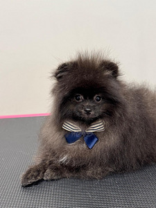 Pomeranian (1 valokuva sivusta 4)