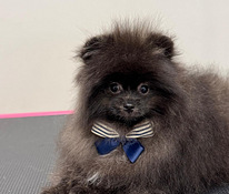 Pomeranian