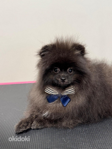 Pomeranian