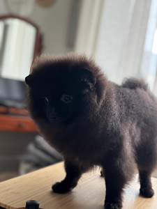 Pomeranian (3 valokuva sivusta 4)