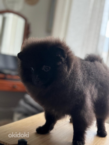 Pomeranian