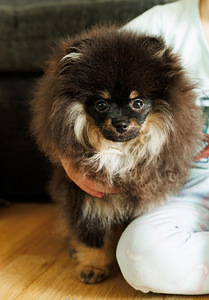Pomeranian (2 valokuva sivusta 2)