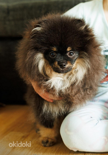 Pomeranian