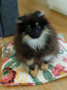 Pomeranian (1 valokuva sivusta 2)