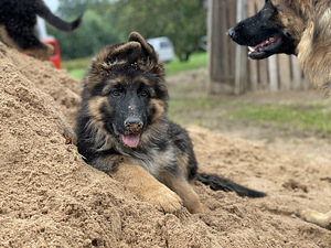 Garspalvainā Vācu aitas suņa kucēni (8 foto no 10)