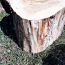 Пень для рубки дров, мяса и дизайна (фото #1)