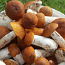 Замороженные грибы (фото #1)