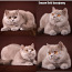 Чистокровные котята британской породы (девочки) (фото #2)