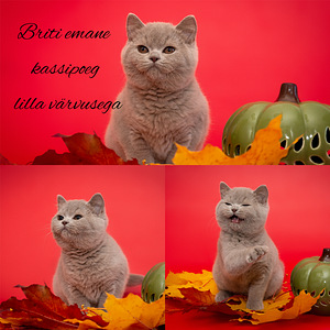 Briti tõupuhtad kassipojad (1 foto / 3)