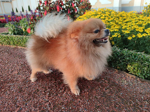 Pomeranian spitz ootab pruuti (2 foto / 2)