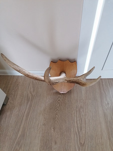 Põdra sarved (3 foto / 3)