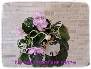 Sordi kannikesed (10 foto / 10)