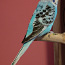 Продам молодую и здоровую самку волнистого попугайчика (фото #1)