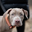 American pitbull terrier (valokuva #4)