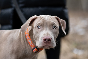 American pitbull terrier (4 valokuva sivusta 9)