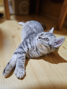 Британские котята (2 фото из 4)