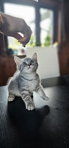 Briti kassipojad (2 foto / 4)