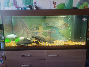 Led rio 240 akvaarium (2 foto / 3)