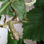 Австралийский палочник | Extatosoma tiaratum (фото #2)