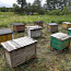 Домики для пчёл (фото #4)