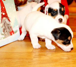 Jack Russell Terjeri kutsikad (1 foto / 6)