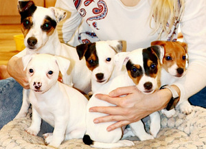 Jack Russell Terjeri kutsikas (4 foto / 4)