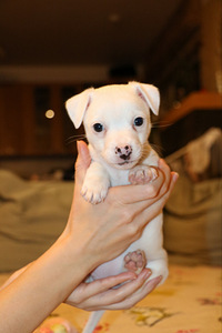 Jack Russell Terjeri kutsikas (2 foto / 4)