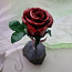 Розы (фото #1)