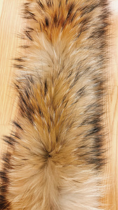 Naturaalne karusnahk kapuutsi serva 75 x 18 cm. Uus (5 foto / 6)