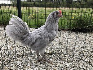 Lavendel araucana kukk (3 foto / 3)