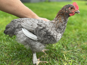 Blue copper marans kukk (1 foto / 2)