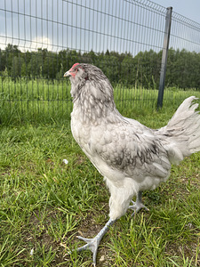 Ameraucana kuked tasuta (3 foto / 6)