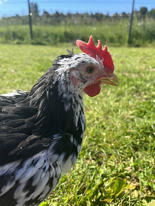 Ära anda ancona leghorn kukk (1 foto / 3)