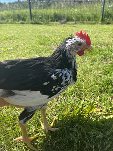 Ära anda ancona leghorn kukk (3 foto / 3)
