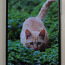 Мобильный телефон Xiaomi Redmi Note 11 + чехол (фото #4)
