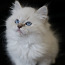 Котята породы невская маскарадная (фото #1)