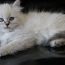Котята породы невская маскарадная (фото #4)