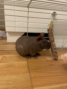 Ära anda karvatu merisiga koos puuriga (1 foto / 4)